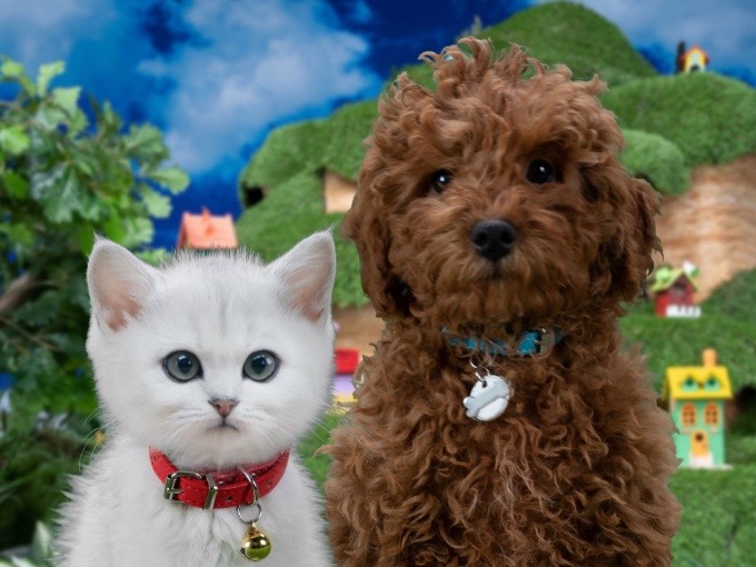 The series has now sold into 34 international territories
